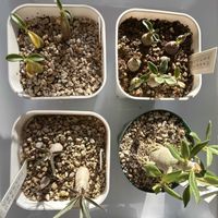 パキポディウム,パキポディウム,パキポディウム・グラキリス,パキポディウム・ビスピノーサム,パキポディウム・サキュレンタムの画像