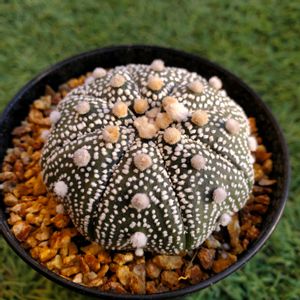 サボテン,兜丸,庭の画像