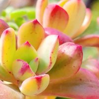 ミニベル 錦,M's Succulent Memories,多肉植物,Love & Peace,ありがとう♡︎⸜( ´ ꒳ ` )⸝♡︎の画像