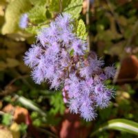 アゲラタム,アベリア,いつもの散歩道♡の画像