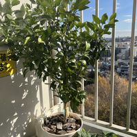 イチゴ,ブルーベリー,デコポン (不知火),レモン　璃の香(りのか),モモ　みきドワーフの画像