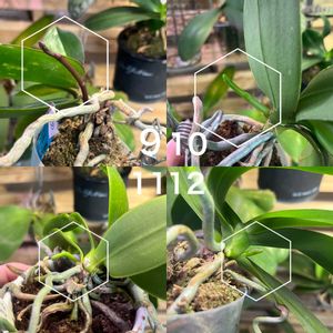 コチョウラン,胡蝶蘭,Phal.aphrodite subsp.formosana,Phal.Meidarland Rarrot Ruby,洋蘭の画像