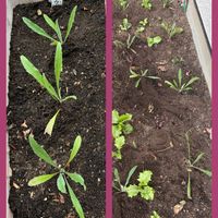 レタス,レタス,八重矢車草,八重矢車草の画像