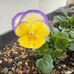 虹色スミレ,花壇,ガーデニング,種まきっ子,種まきの画像