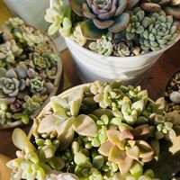 リトープス,多肉寄植え,癒し,多肉のある暮らし,my gardenの画像
