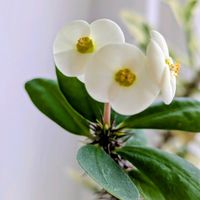 ハナキリン,白い花の画像