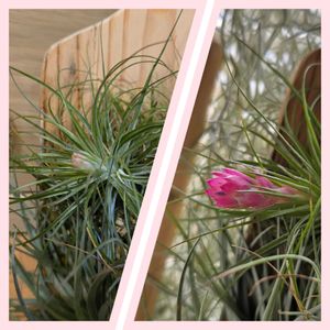 ダイソー購入,DAISOエアプランツ,ダイソー,DAISOの画像