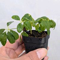 五葉アケビ,盆栽,ミニ盆栽,盆栽苗木,まめ盆栽の画像