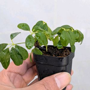 五葉アケビ,盆栽,ミニ盆栽,盆栽苗木,まめ盆栽の画像