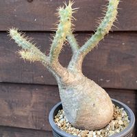 パキポディウム,パキポディウム・グラキリス,多肉植物,塊根植物,コーデックスの画像