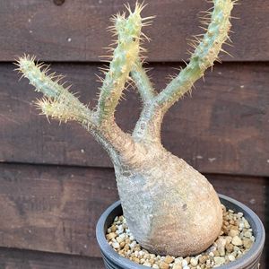 パキポディウム,パキポディウム・グラキリス,多肉植物,塊根植物,コーデックスの画像