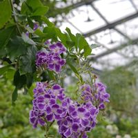 デュランタの画像