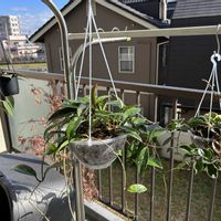 リプサリス,ホヤの画像