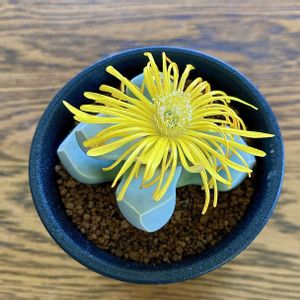 魔玉,魔玉,多肉植物,花が咲いた,ラピダリア属の画像