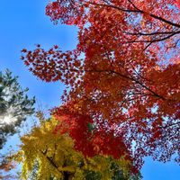 マツ,マツ,イチョウ,イチョウ,イロハモミジの画像