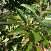 サンゴジュの画像