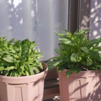 ヘリクリサム,コロロジャンボ,コロロジャンボ ピンクグラデーション,コロロジャンボ オレンジ,サントリー フラワーズの画像