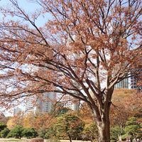 ケヤキ,浜離宮恩賜庭園,観察会,なとぷー樹木の画像