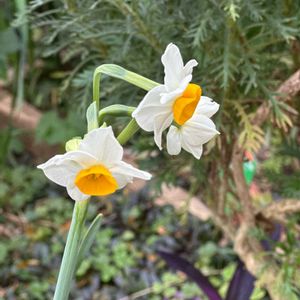 スイセン,日本水仙,ガーデニング,可愛い,咲いた！の画像