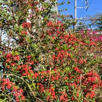 ピラカンサ,ピラカンサ,地植え,我が家の畑,冬の訪れの画像
