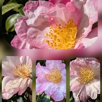 サザンカ,サザンカ,コバノランタナ,アメジストセージ,投稿間違いpicです、、。の画像