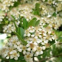 ピラカンサ,ピラカンサ,ピラカンサの花,地植え,我が家の畑の画像