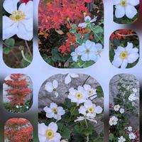 サザンカ,シュウメイギク,ルリマツリ,ルリマツリ,金魚草の画像