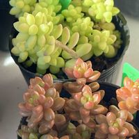 セダム,オーロラ,ビア ホップ,ホワイトストーン クロプ,多肉植物の画像