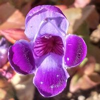 トレニア,宮城県,我ら宮城県民,玄関アプローチの画像