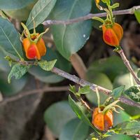 クチナシの画像