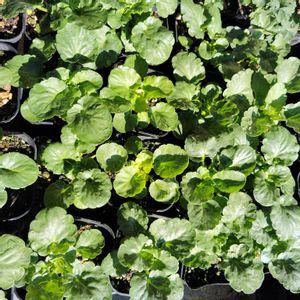 自家採取種パンジー,種から,種まき,自家採種,種まきビオラの画像