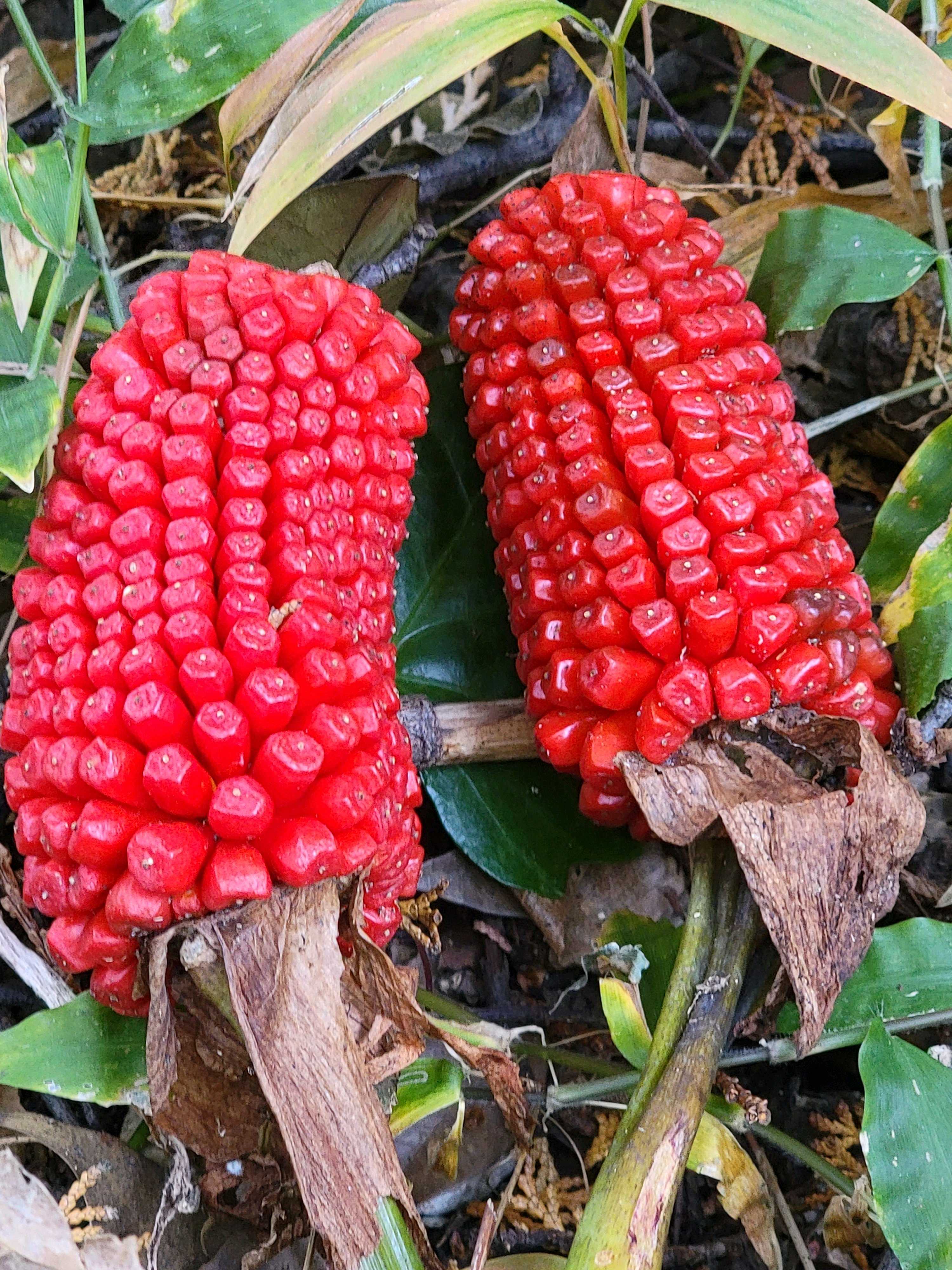 クボタテンナンショウ 球根 テンナンショウの育て方｜植え付けや植え替えの時期は？｜🍀GreenSnap