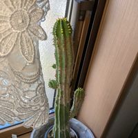 多肉植物,観葉植物,ユーフォルビア,多年草,キッチンの画像