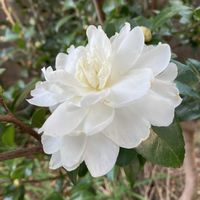 サザンカ,地植え,ガーデニング,白い花,花のある暮らしの画像