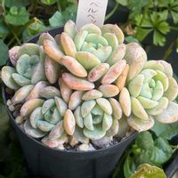 だるま秀麗,ピンクベリー,氷の花,ピンクベルベット,ルビーティントの画像