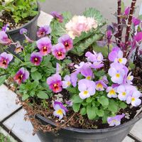 パンジー・ビオラ,寄せ植え,鉢植え,我が家の庭,ハンギングバスケットの画像