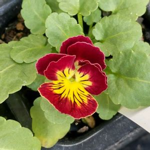 パンジー・ビオラ,ビオラ,種からビオラ,自家採種ビオラ,開花の画像