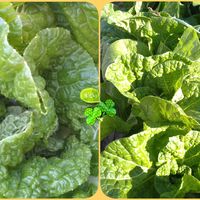 白菜,葉ネギ,オレンジミニ白菜,種から,種まきの画像