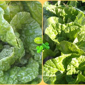 白菜,葉ネギ,オレンジミニ白菜,種から,種まきの画像