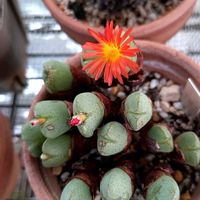 コノフィツム,コノフィツム 花園,多肉植物,花園の画像