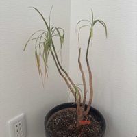 ドラセナ・コンシンネの画像