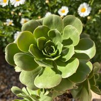 アルボレウム,アエオニウム 属,アエオニウム 属,アエオニウム アルボレウムhyb,アルボレウムハイブリッドの画像