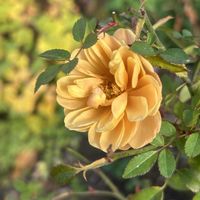 バラ,ミニバラ,ミニバラ・モカ,ナチュラルガーデン,マイガーデンの画像