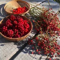 ブラックベリーの画像