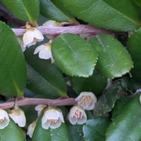 ヒサカキの画像