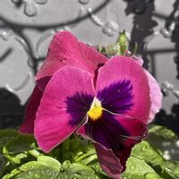 ノリウツギ,ビオラ・パンジー,happy♡,❤️癒されて,幸せにな〜る◡̈❁の画像