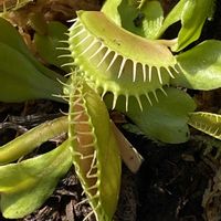 ハエトリソウ,食虫植物の画像