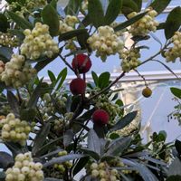 イチゴノキ,ハツユキカズラ,スマホ撮影,朝の散歩道,世界平和の画像