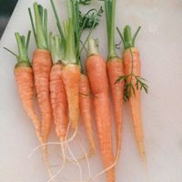 ニンジン,間引き人参の画像