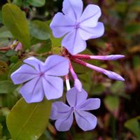 ルリマツリ,ブルーのお花,SDGs,心に笑顔の花を,庭の画像